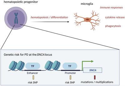 Frontiers Functions Of Intracellular Alpha Synuclein In Microglia